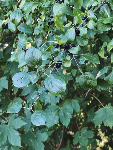 common buckthorn