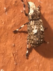 Euparius