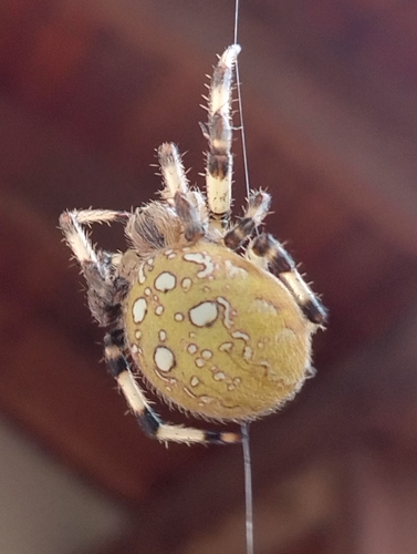 Four-spot Orbweaver