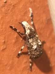 Euparius