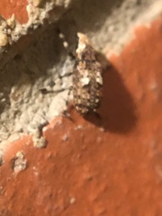Euparius