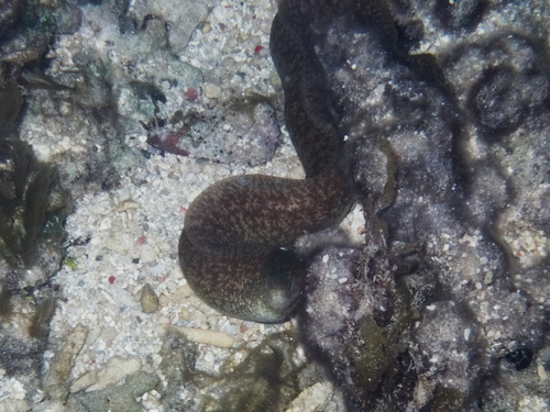 Gymnothorax richardsonii observed 2026-09-01