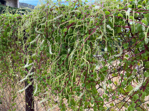Mignonette vine