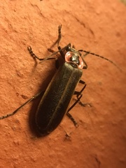 Podabrus brevicollis