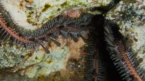 Ophiomastix annulosa observed 2026-09-01