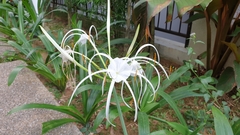 Hymenocallis speciosa