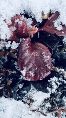 Pyrola grandiflora