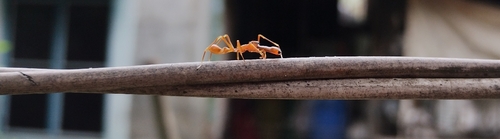 Red Weaver Ant-mimicking Spider
