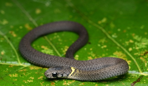 Leonard's Keelback
