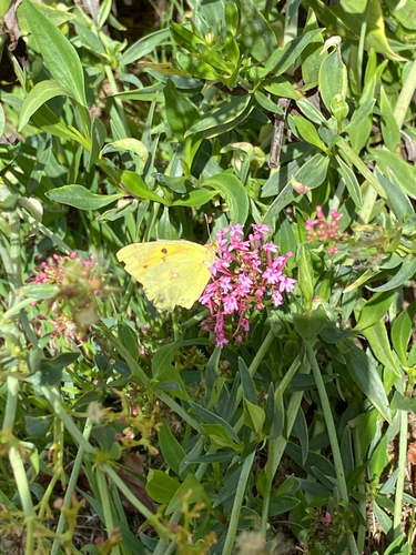 Clouded Yellow