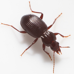 Gastrellarius honestus