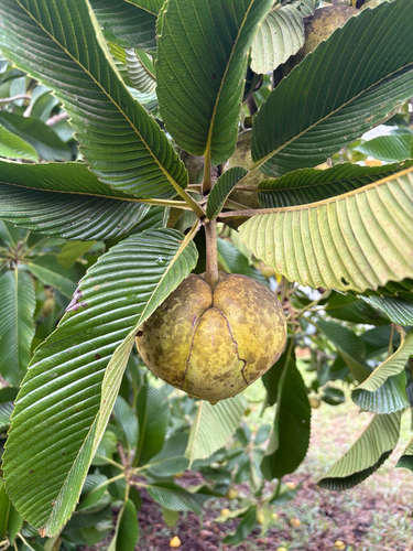 elephant apple