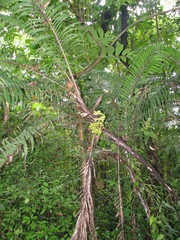 Bactris major