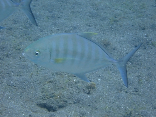 Carangoides ferdau observed 2026-09-10