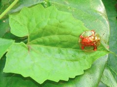 Aspidimorpha sanctaecrucis