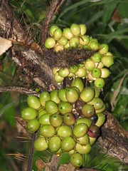 Bactris major