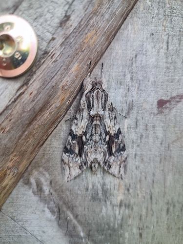 Convolvulus Hawkmoth