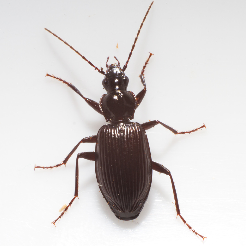 Proper Platynus Beetle