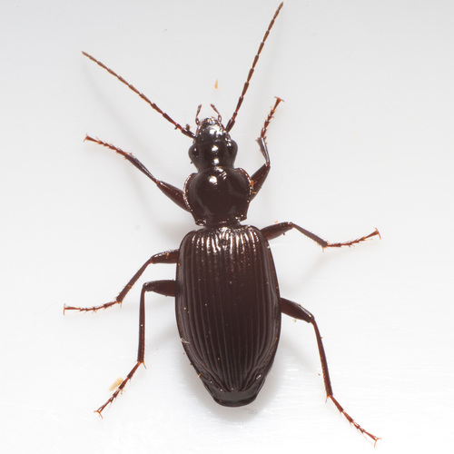 Proper Platynus Beetle