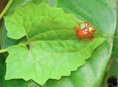 Aspidimorpha sanctaecrucis