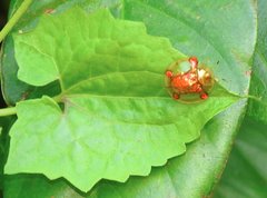 Aspidimorpha sanctaecrucis
