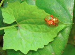 Aspidimorpha sanctaecrucis