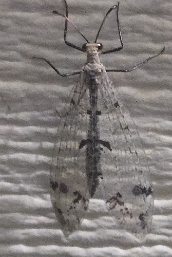 Eastern Spotted-winged Antlion