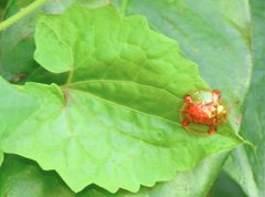 Aspidimorpha sanctaecrucis