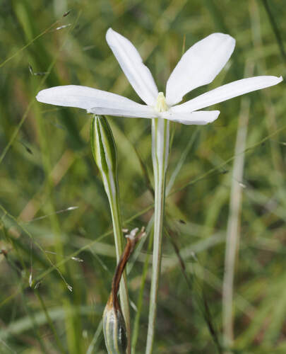 Milla biflora, photograph 5
