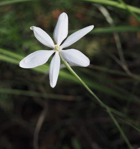 Milla biflora, photograph 6