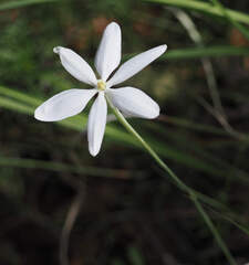 Milla biflora, photograph (c) Wendy McCrady, some rights reserved (CC BY)