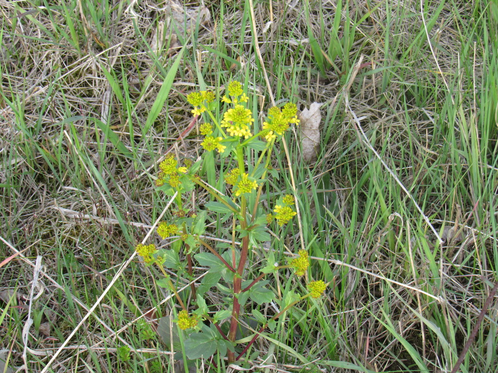 bitter wintercress from 1032 wrigley road ayr on May 16, 2020 at 0557
