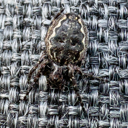 Walnut Orbweaver