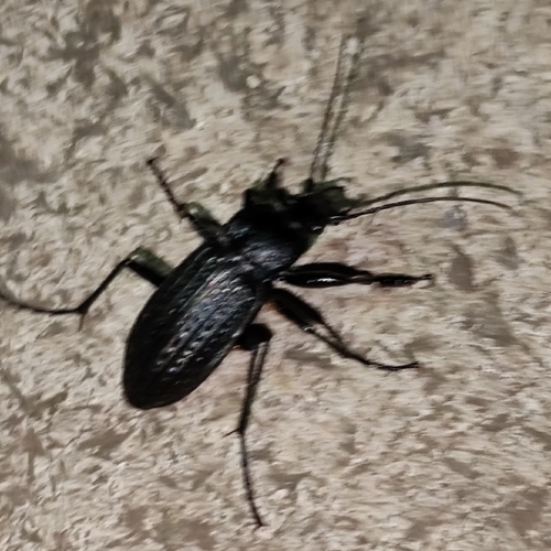 Carabus granulatus telluris