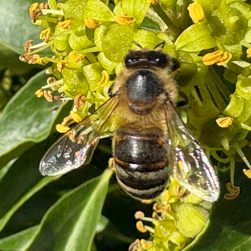 Western Honey Bee
