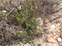 Lobelia tomentosa, photograph (c) Nicola van Berkel, some rights reserved (CC BY-SA)