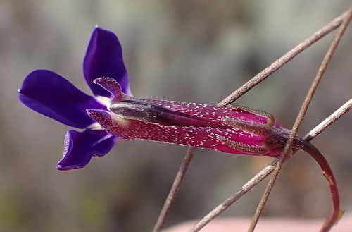Lobelia tomentosa, photograph 2