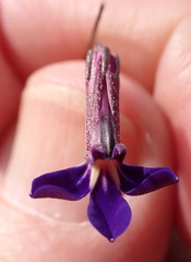 Lobelia tomentosa
