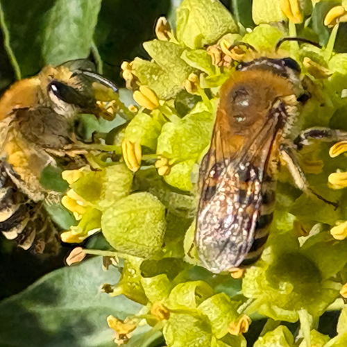Ivy Cellophane Bee