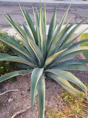 Agave weberi