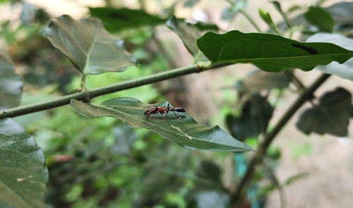 Bicolor-ant-mimicking Jumping Spider