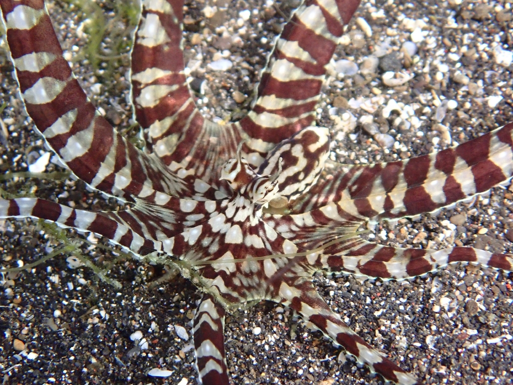 Mimic octopus fanning out its banded arms on sand in North Sulawesi