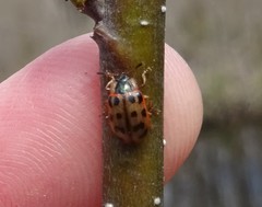 Chrysomela mainensis