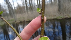 Chrysomela mainensis