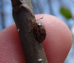 Chrysomela mainensis