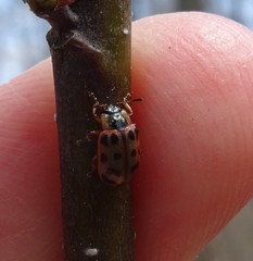 Chrysomela mainensis