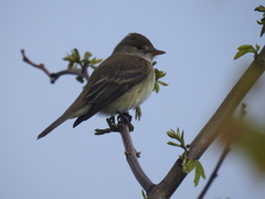 Empidonax traillii