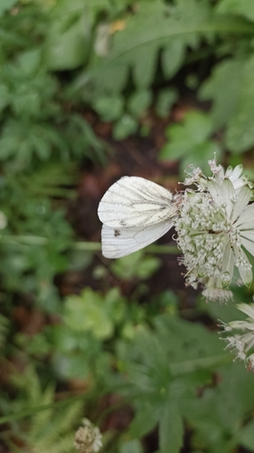 Green-veined White