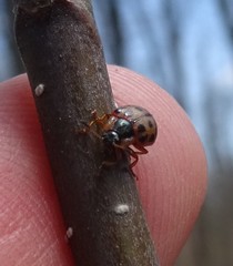 Chrysomela mainensis