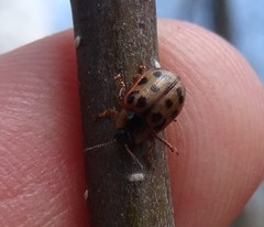 Chrysomela mainensis